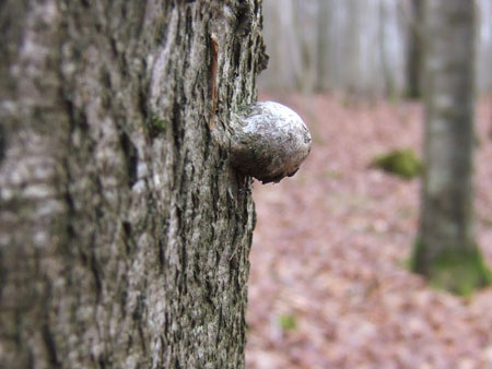 La forêt